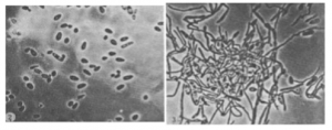 candida bildar mycel vid brist på biotin